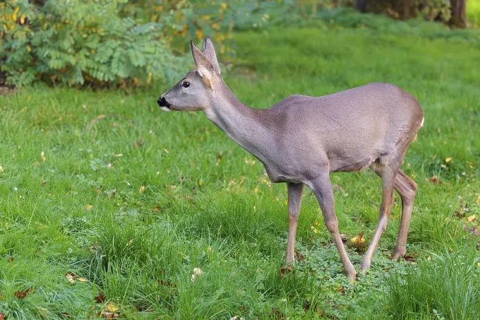 Framed Print : A female roe deer (Capreolus capreolus) stands in a green meadow on a cloudy day Framed Print : A female roe deer (Capreolus capreolus) stands in a green meadow on a cloudy day