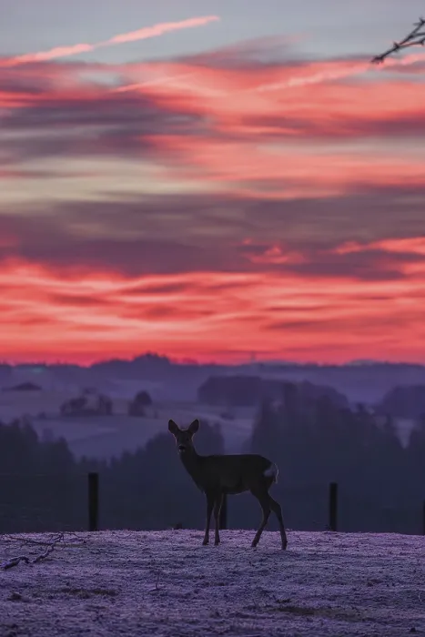 Framed Print : A female roe deer (Capreolus capreolus) stands in a meadow after a very cold night and waits for the sun to rise Framed Print : A female roe deer (Capreolus capreolus) stands in a meadow after a very cold night and waits for the sun to rise