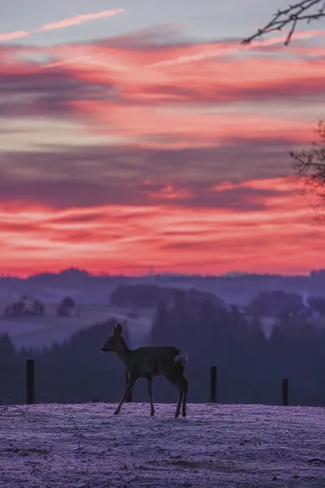 Framed Print : A female roe deer (Capreolus capreolus) stands in a meadow after a very cold night and waits for the sun to rise