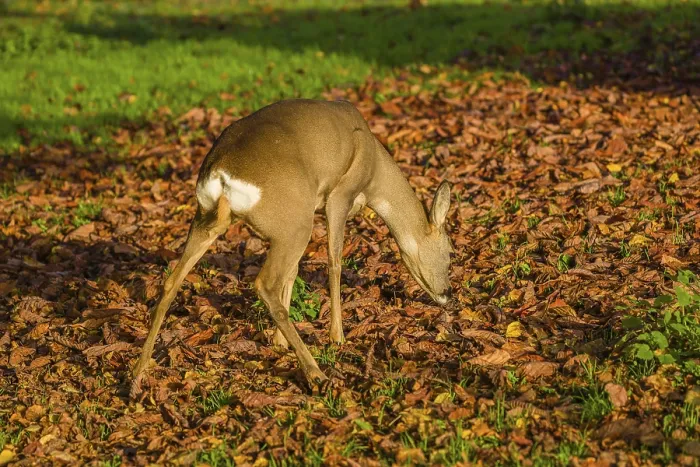 Framed Print : A female roe deer (Capreolus capreolus) stands in a meadow covered with leaves