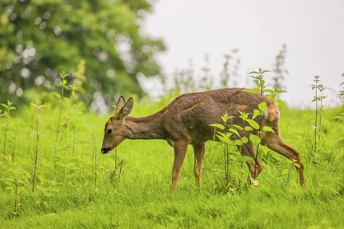 Framed Print : A female roe deer (Capreolus capreolus) stands in a meadow and grazes