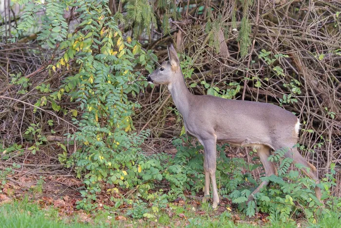 Framed Print : A female roe deer (Capreolus capreolus) stands in the thicket of a forest on a cloudy day Framed Print : A female roe deer (Capreolus capreolus) stands in the thicket of a forest on a cloudy day