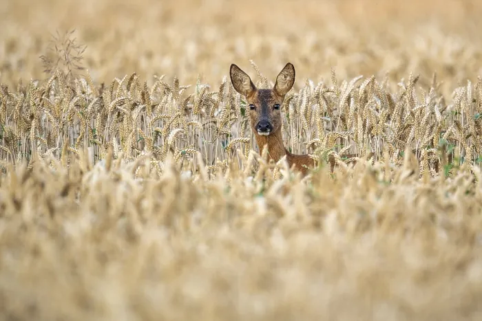 Framed Print : Female roe deer (Capreolus capreolus) in wheat