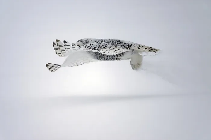 Framed Print : Female Snowy Owl (Nyctea scandiaca) (Syn) Framed Print : Female Snowy Owl (Nyctea scandiaca) (Syn)