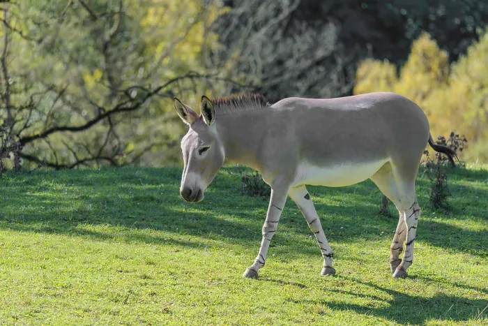 Framed Print : A female Somali wild ass, Equus africanus somaliensis