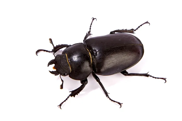 Framed Print : Female Stag Beetle isolated on white