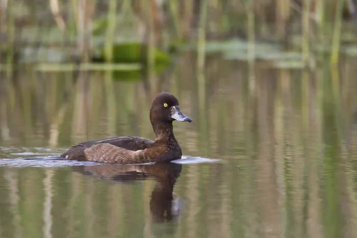 Framed Print : Female Tufted Duck, (Aythya fulugia)