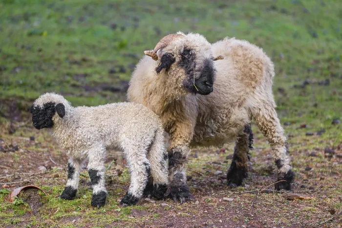 Framed Print : A female Valais Blacknose sheep and its lamb (Avis Aries) stand on a pasture on hilly ground