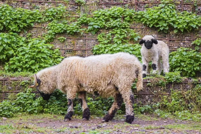 Framed Print : A female Valais Blacknose sheep and its lamb (Avis Aries) stand on a pasture on hilly ground Framed Print : A female Valais Blacknose sheep and its lamb (Avis Aries) stand on a pasture on hilly ground