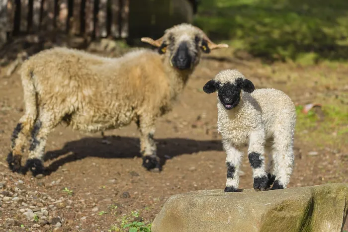 Framed Print : A female Valais Blacknose sheep and its lamb (Avis Aries) stand on a pasture on hilly ground