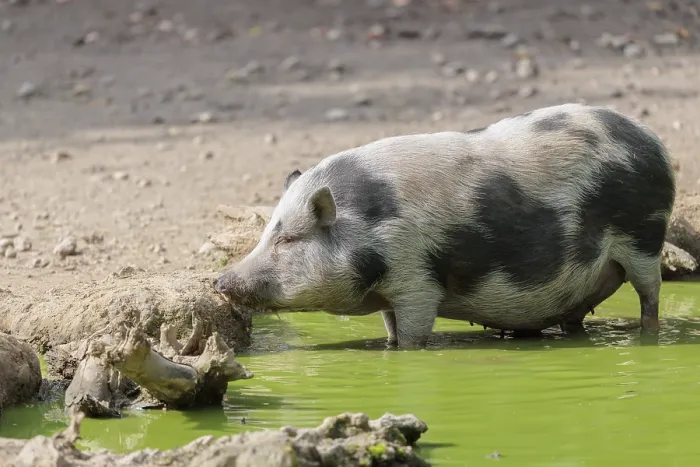 Framed Print : A female Vietnamese pot-bellied pig