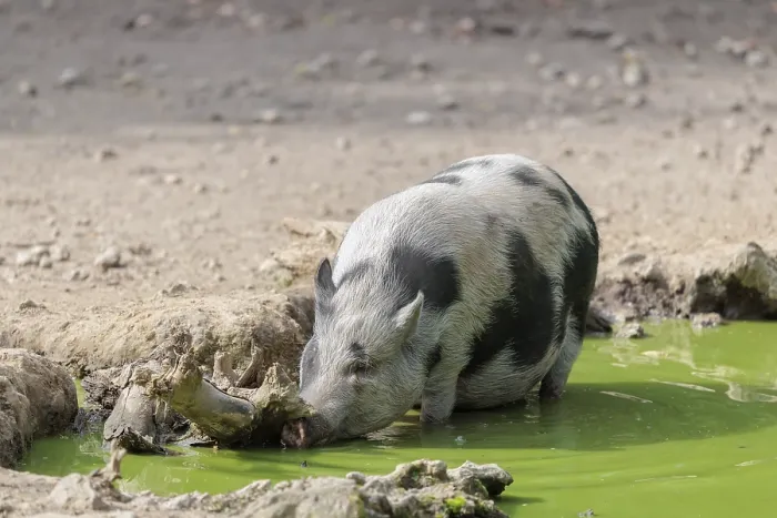 Framed Print : A female Vietnamese pot-bellied pig