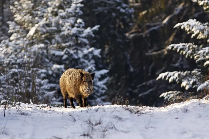 Framed Print : Female wild boar (Sus scrofa), sow in winter in a snow covered forest Framed Print : Female wild boar (Sus scrofa), sow in winter in a snow covered forest