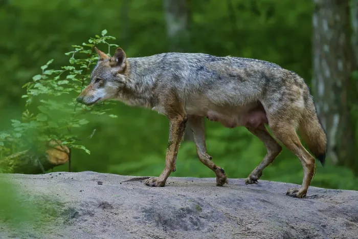 Framed Print : A female wolf with mammals on a rock in a thick forest