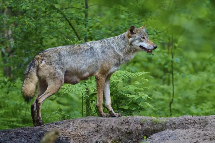 Framed Print : A female wolf with mammals stands on a hill and looks into the distance Framed Print : A female wolf with mammals stands on a hill and looks into the distance