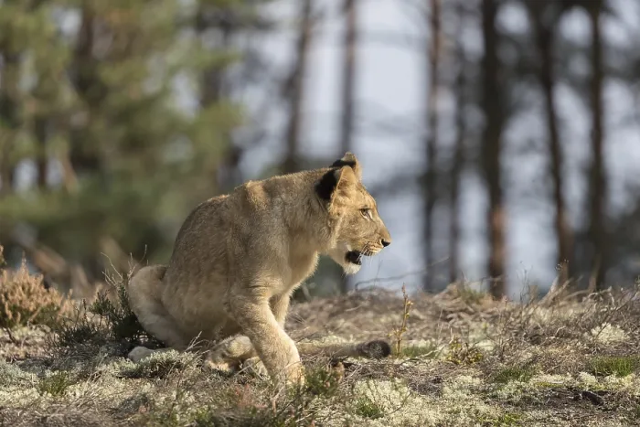 Framed Print : One female young lion (Panthera leo) running at a forest edge