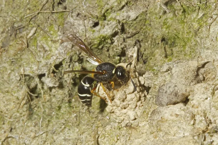 Framed Print : Fen Mason Wasp (Odynerus simillimus) adult