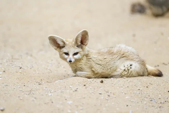 Framed Print : Fennec fox (Vulpes zerda) lying in the sand