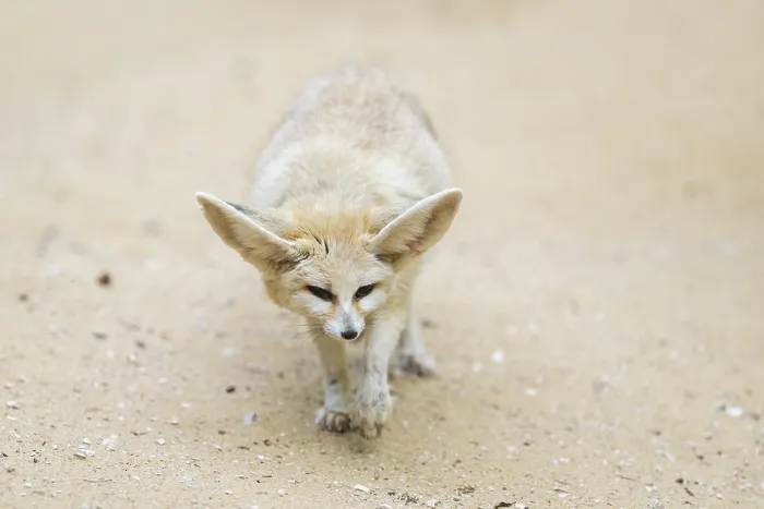 Framed Print : Fennec fox (Vulpes zerda) walking in the sand Framed Print : Fennec fox (Vulpes zerda) walking in the sand