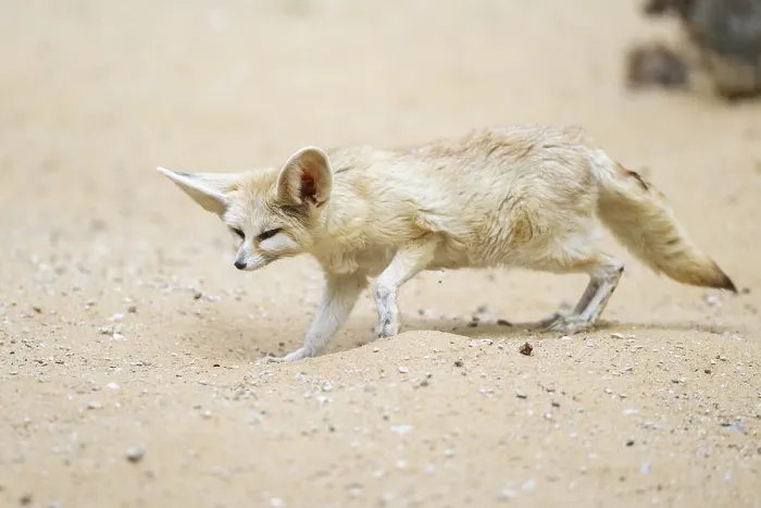 Framed Print : Fennec fox (Vulpes zerda) walking in the sand Framed Print : Fennec fox (Vulpes zerda) walking in the sand