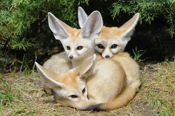 Framed Print : Fennec foxes (Vulpes zerda), three young animals