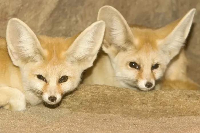 Framed Print : Fenneks (Vulpes zerda), pair, desert fox