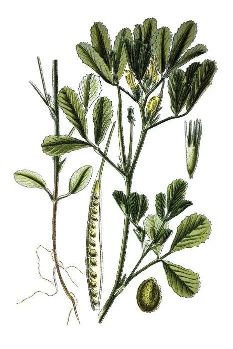 Framed Print : Fenugreek (Trigonella foenum-graecum)