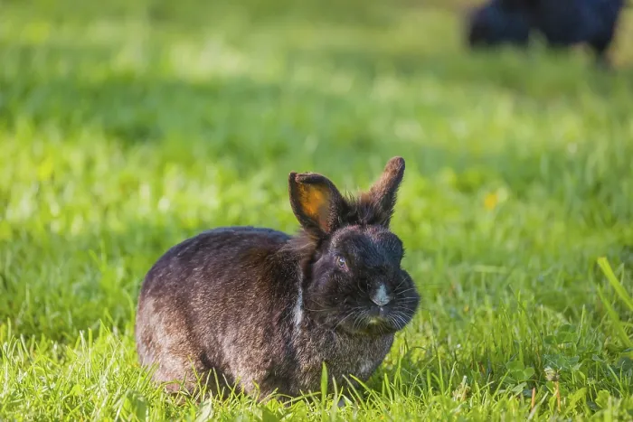 Framed Print : One feral domestic rabbit (Oryctolagus cuniculus domesticus) sits on a meadow and eats grass