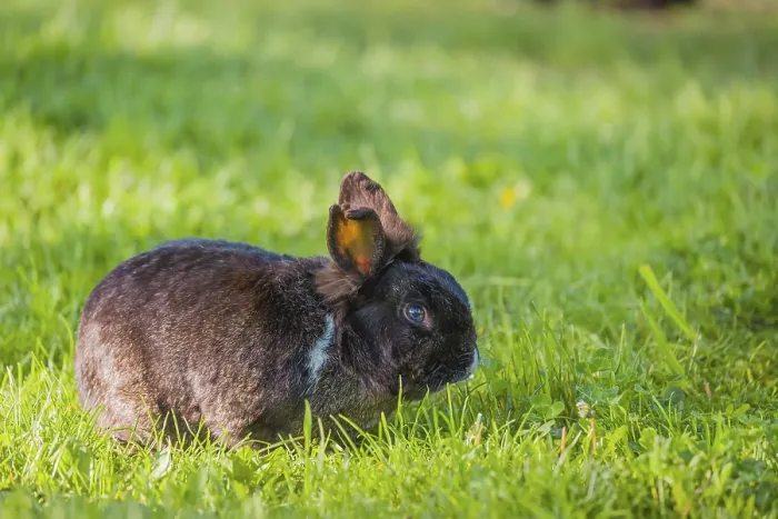 Framed Print : One feral domestic rabbit (Oryctolagus cuniculus domesticus) sits on a meadow and eats grass Framed Print : One feral domestic rabbit (Oryctolagus cuniculus domesticus) sits on a meadow and eats grass