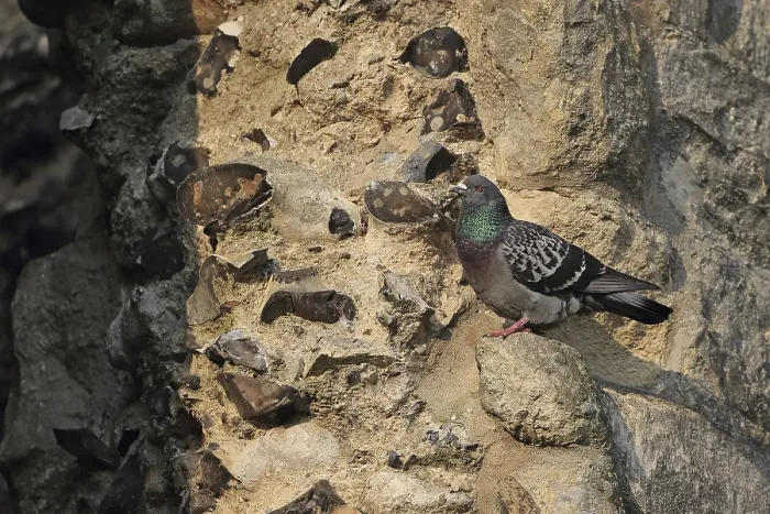 Framed Print : Feral Pigeon (Columba livia) adult Framed Print : Feral Pigeon (Columba livia) adult