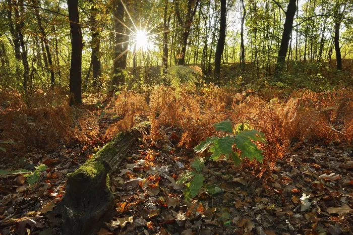 Framed Print : Fern in a deciduous forest at sunrise in autumn Framed Print : Fern in a deciduous forest at sunrise in autumn