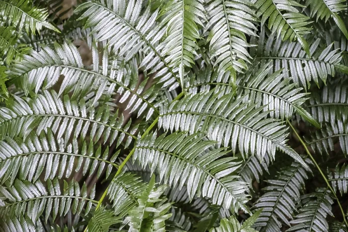Framed Print : Fern leaf, dense forest, Graskop Gorge or Graskopkloof Framed Print : Fern leaf, dense forest, Graskop Gorge or Graskopkloof