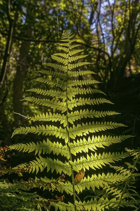 Framed Print : Fern leaf in the light, La Palma Framed Print : Fern leaf in the light, La Palma