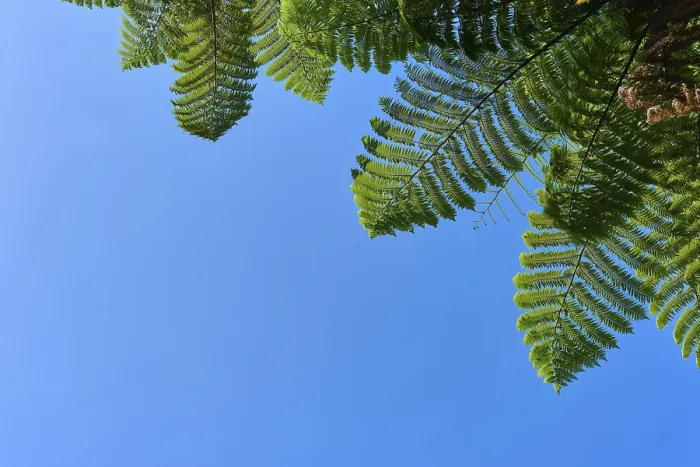 Framed Print : Fern leaves against a clear blue sky