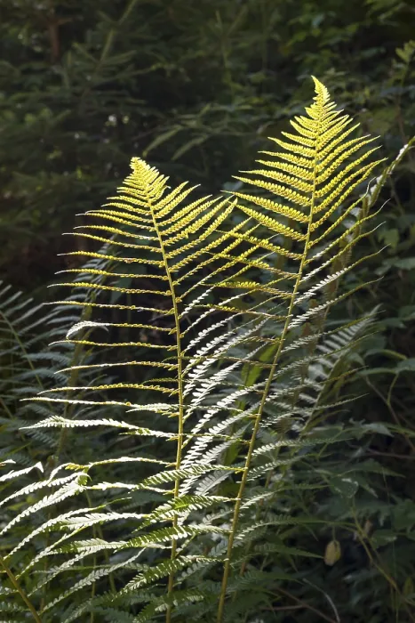 Framed Print : Fern against light, close-up, wetland