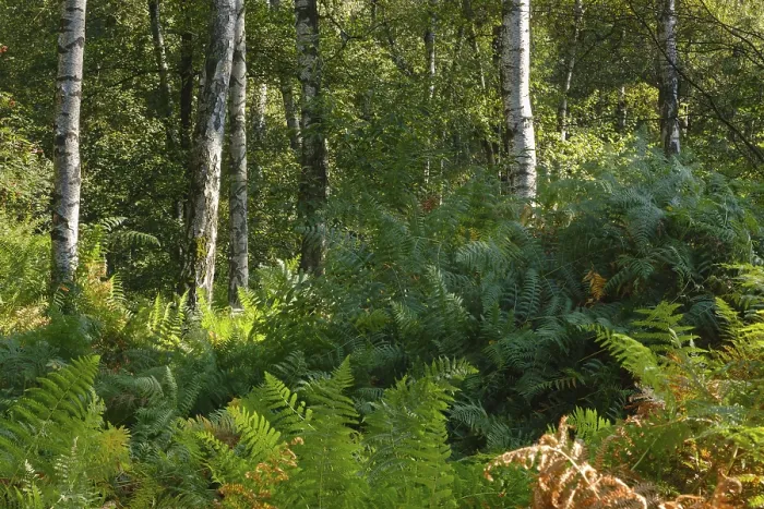 Framed Print : Ferns in the birch forest, nature reserve Framed Print : Ferns in the birch forest, nature reserve