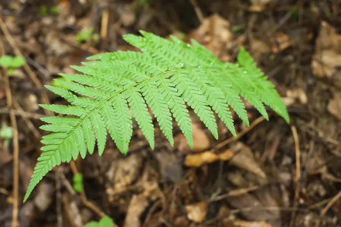 Framed Print : Ferns growing in wet deep highland forest