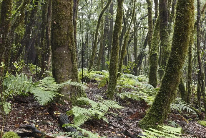 Framed Print : Ferns in the laurel forest, Garajonay National Park