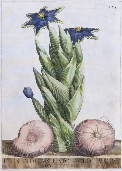 Framed Print : Ferraria crispa (Ferraria undulata)
