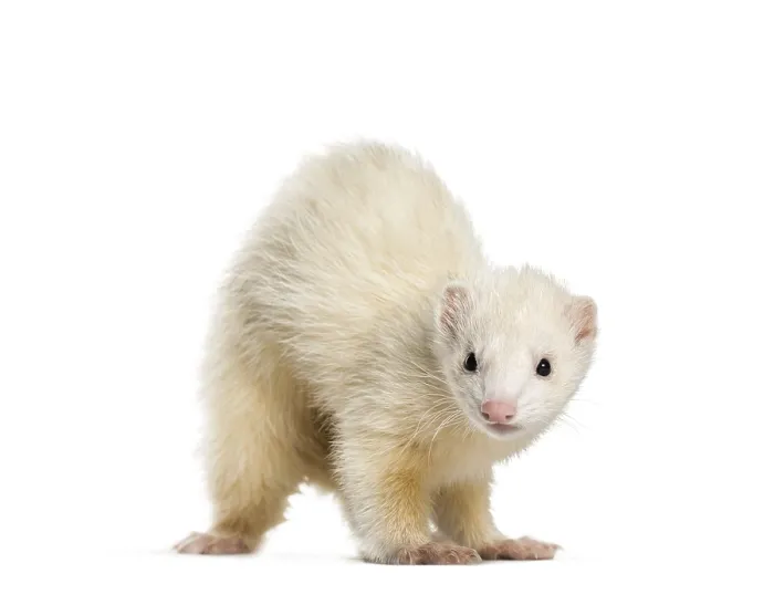 Framed Print : Ferret, 1 year old, in front of white background Framed Print : Ferret, 1 year old, in front of white background