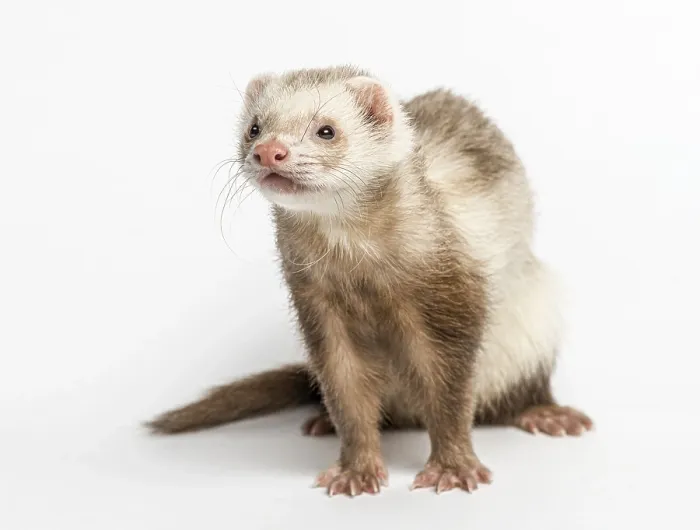 Framed Print : Ferret (3 years old)