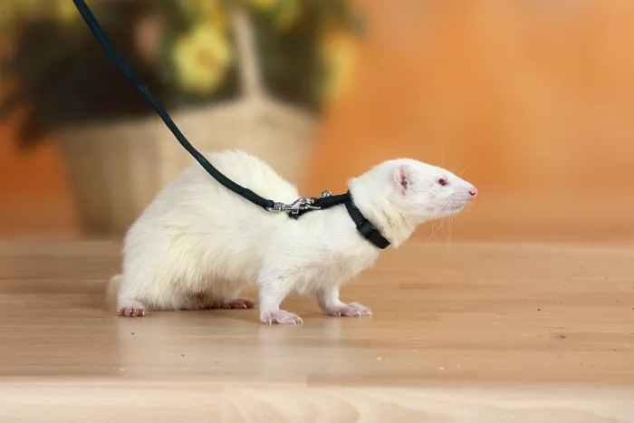 Framed Print : Ferret (Mustela putorius forma domestica) on leash