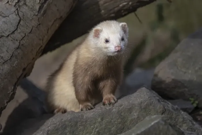 Framed Print : Ferret (Mustela putorius furo)