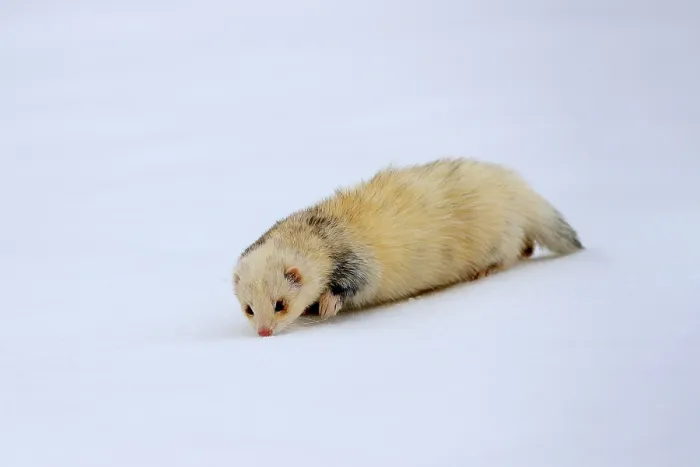 Framed Print : Ferret (Mustela putorius furo)