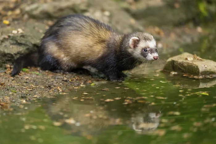 Framed Print : Ferret (Mustela putorius furo) on the edge of a little lake