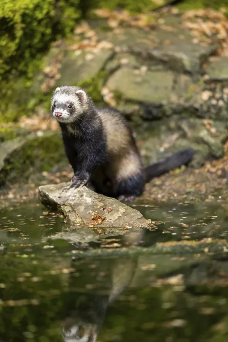 Framed Print : Ferret (Mustela putorius furo) on the edge of a little lake
