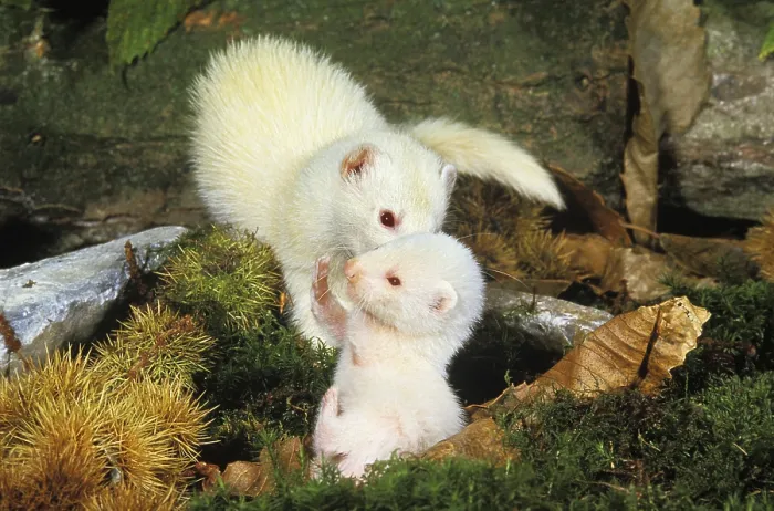 Framed Print : FERRET (mustela putorius furo), FEMALE WITH YOUNG