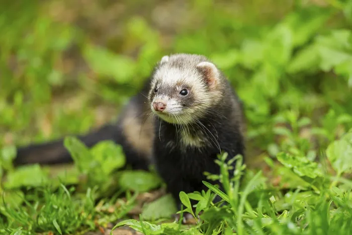 Framed Print : Ferret (Mustela putorius furo) in the grass