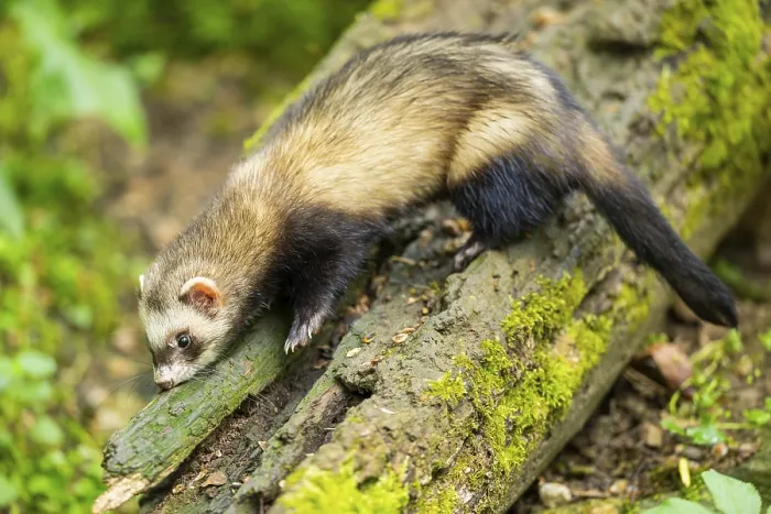 Framed Print : Ferret (Mustela putorius furo) on an old tree trunk