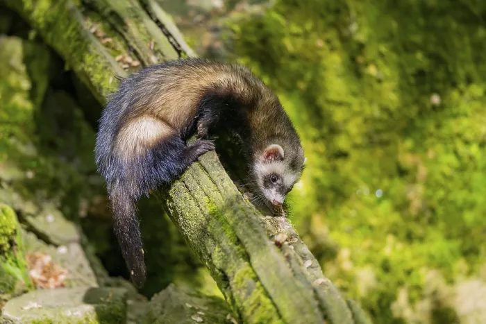 Framed Print : Ferret (Mustela putorius furo) on an old tree trunk